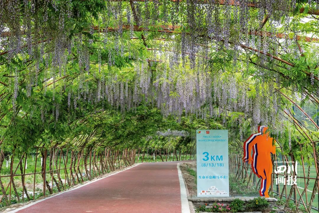 四川成都绿道视频,四川有哪几个绿道