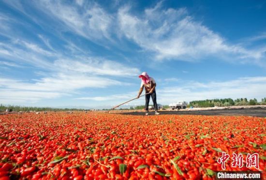 甘肃嘉峪关枸杞成熟,酒泉嘉峪关戈壁滩野生黑枸杞