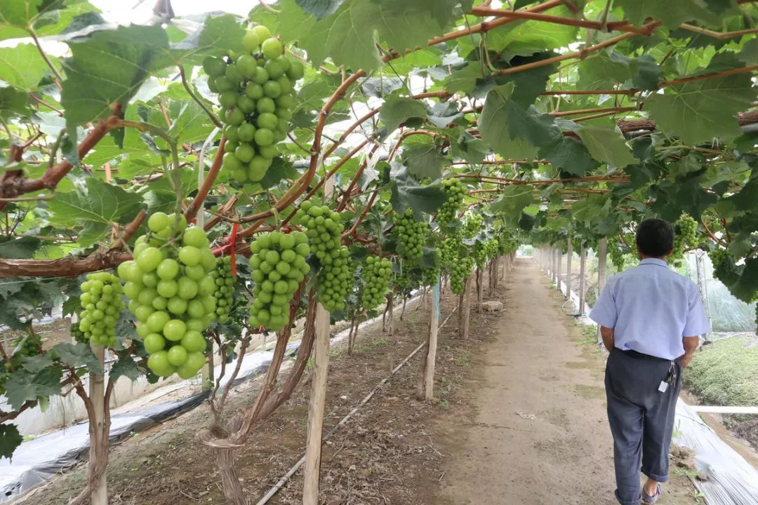 马陆葡萄几月当季,超长的梅雨季