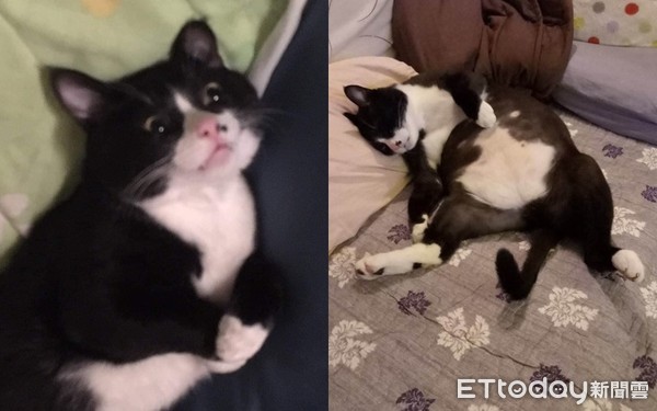 阿公埋进整张脸“深情狂撸” 猫孙被吸到生无可恋:够了没