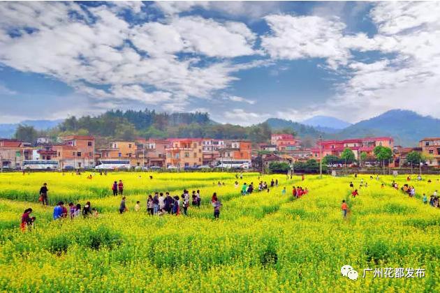 花都这些村超级棒!快来助力!