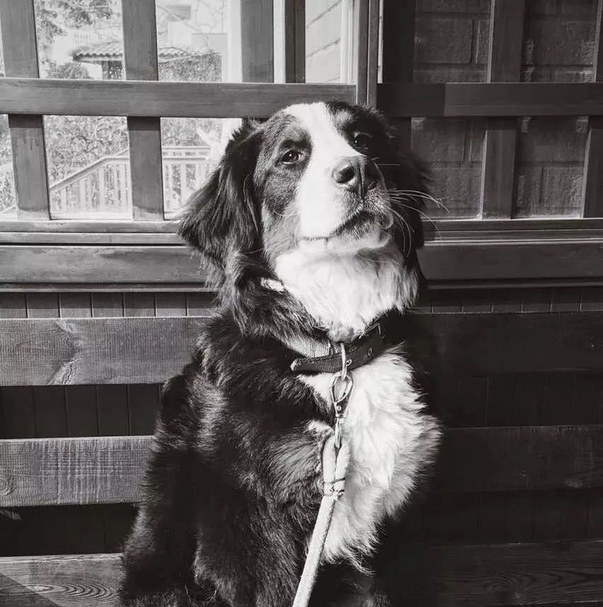 松茸比普通菌类贵多少,最好的松茸是哪里的