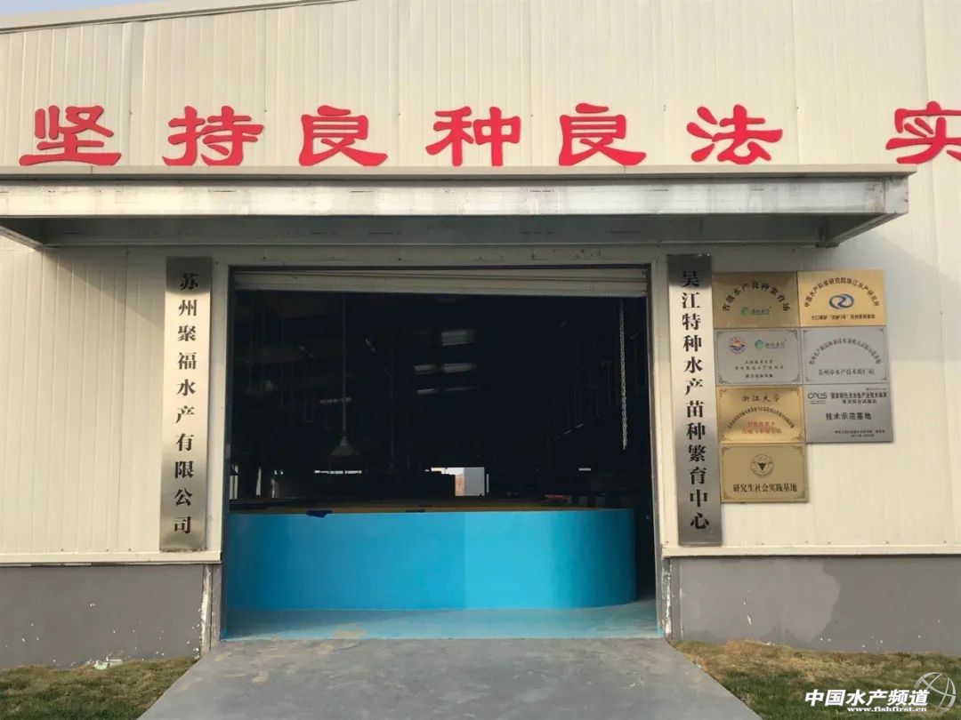 加州鲈养殖潜力,加州鲈苗成活率高吗