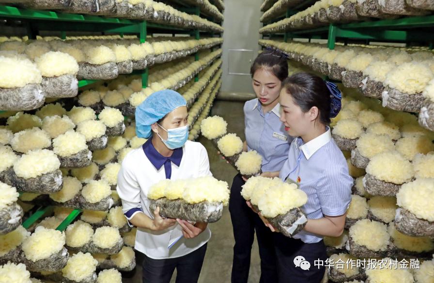 上半年累放*款贷**2136亿元！广西农信社服务实体经济交出“漂亮答卷”