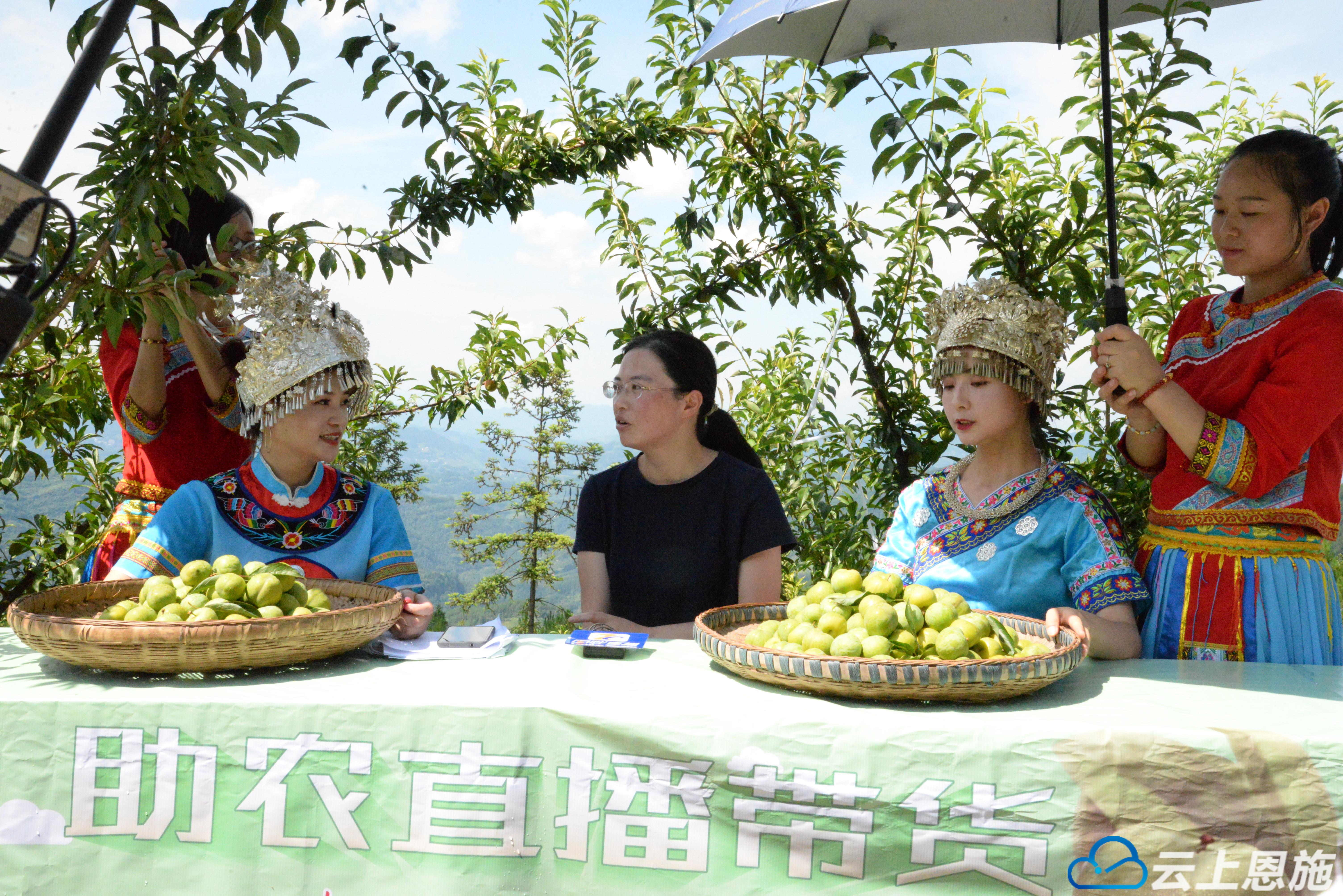 助农火龙果直播,助农红心猕猴桃直播中