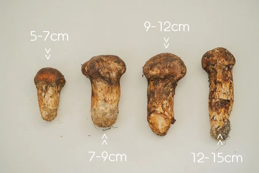 松茸比普通菌类贵多少,最好的松茸是哪里的