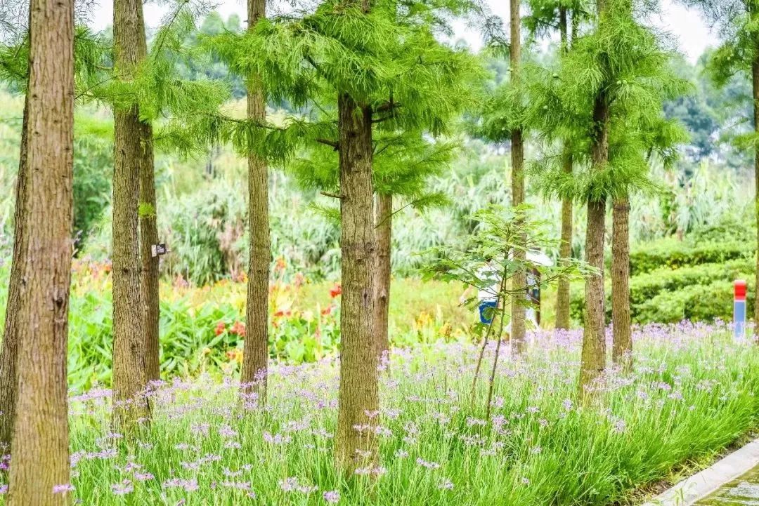 成都景点60岁以上免费门票,成都免费游玩景点推荐