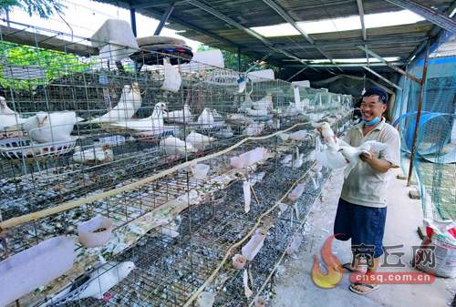 张桥村养鸡,张桥肉鸽养殖基地