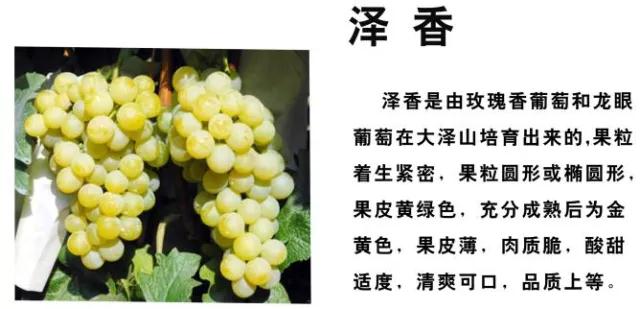 张裕瑞那城堡酒庄葡萄的酿制过程,咸阳张裕瑞那城堡酒庄体验酿酒