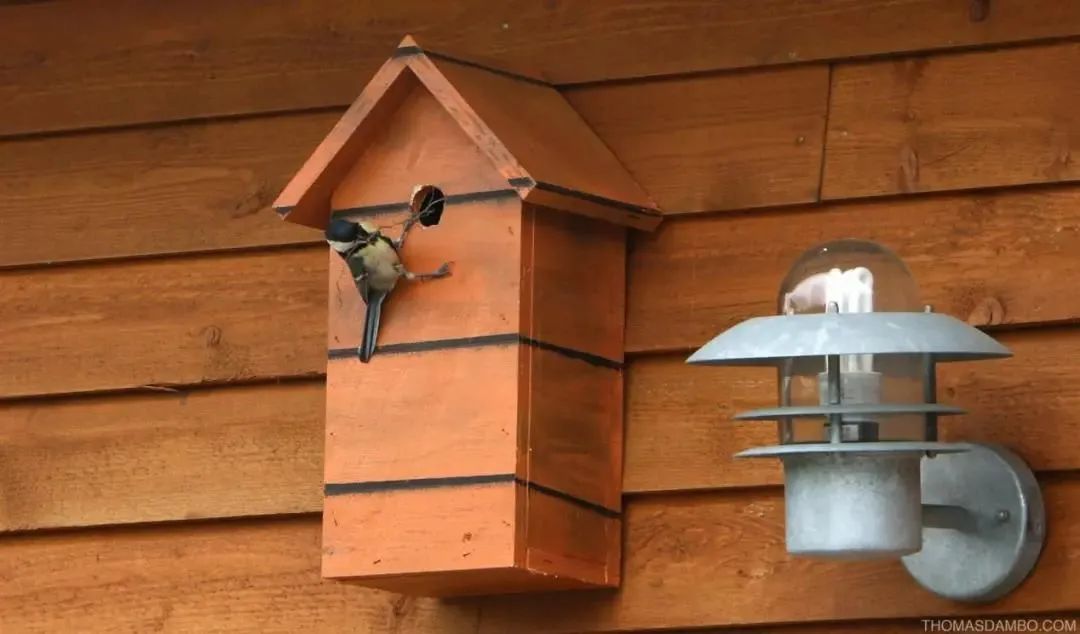 住在森林里的北欧精灵,是怎样变成环保使者的?