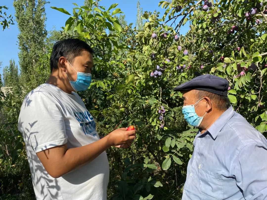 【走向我们的小康生活】小小西梅园铺就致富路