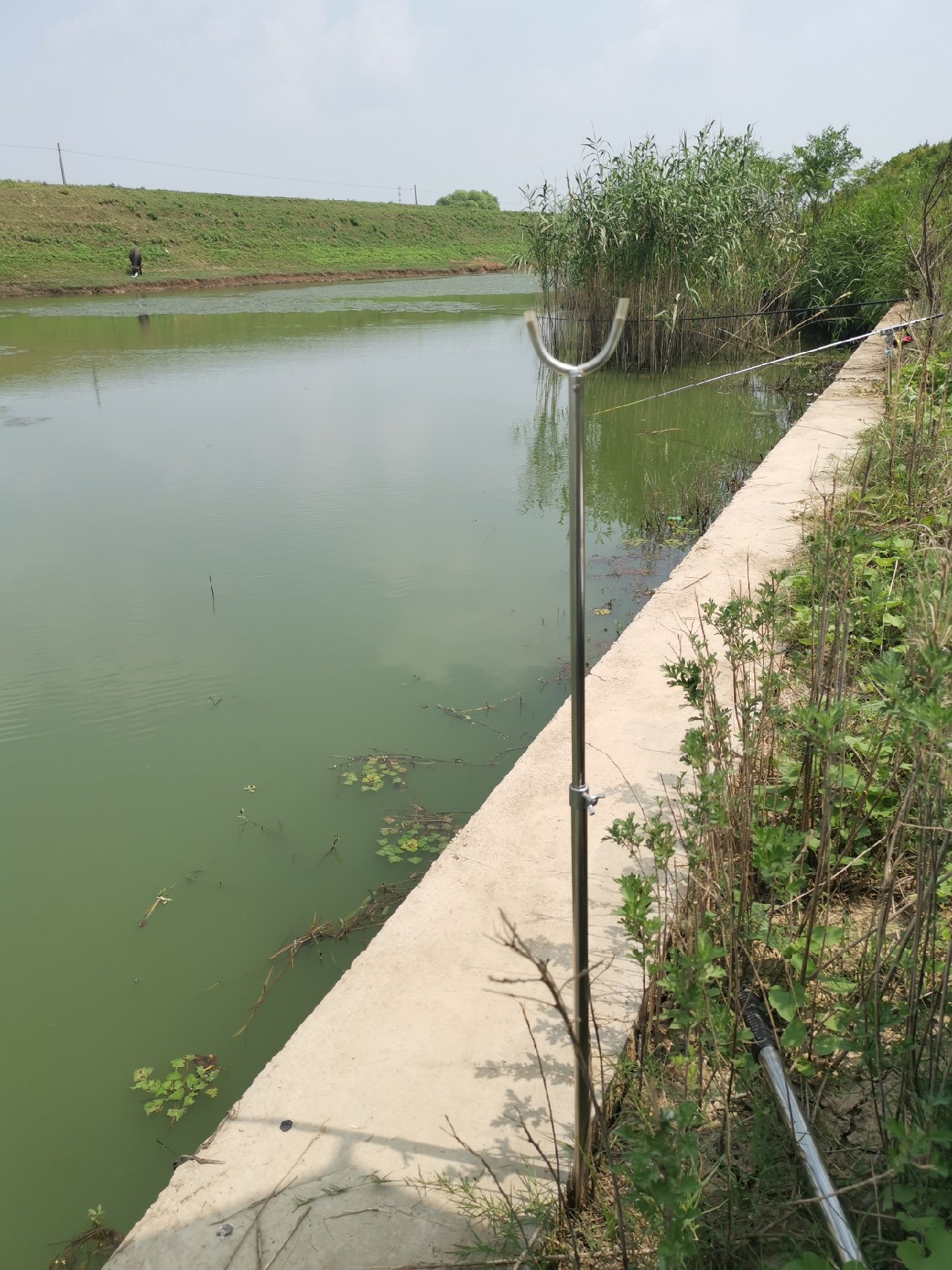 顶着30度的高温,顶着40度的高温钓鲢鳙