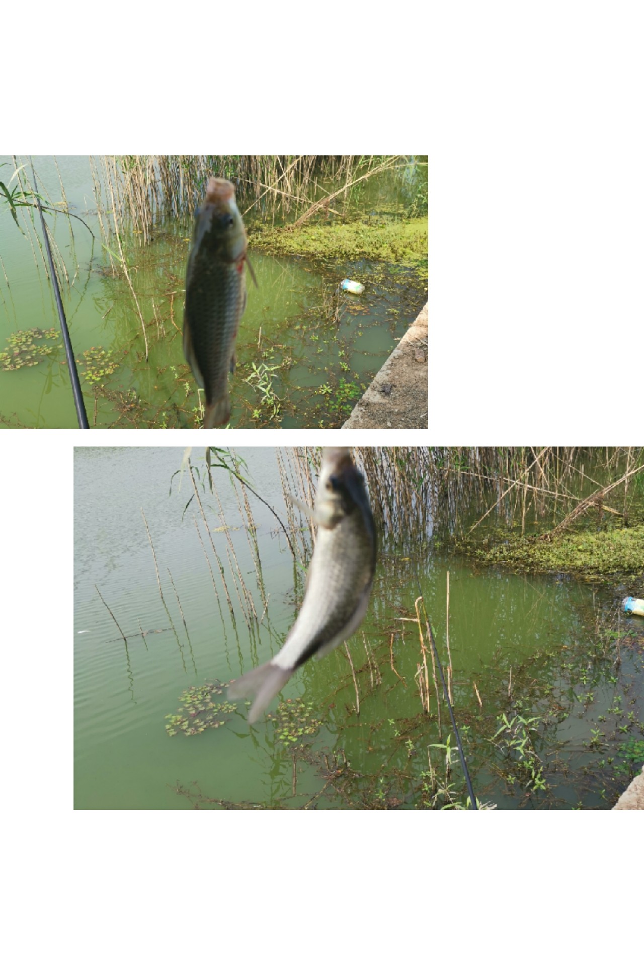 顶着30度的高温,顶着40度的高温钓鲢鳙
