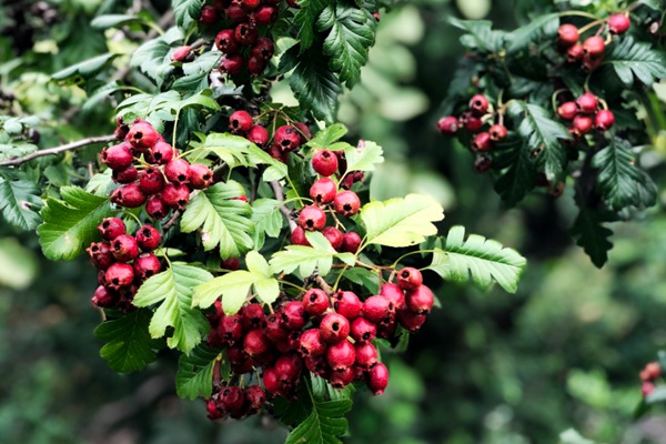天气宋英杰,宋英杰天气谚语