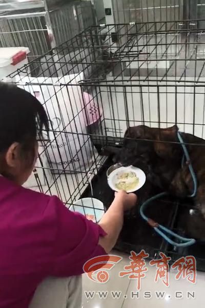 忠犬黑子主人现状,忠犬黑子的故事