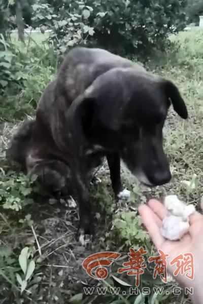 忠犬黑子主人现状,忠犬黑子的故事