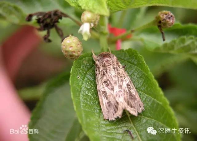 蔬菜害虫图谱,蔬菜害虫100种图谱