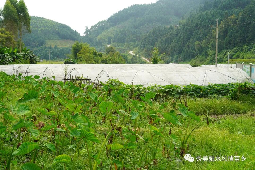 贫困村脱贫摘帽,脱贫摘帽精准帮扶