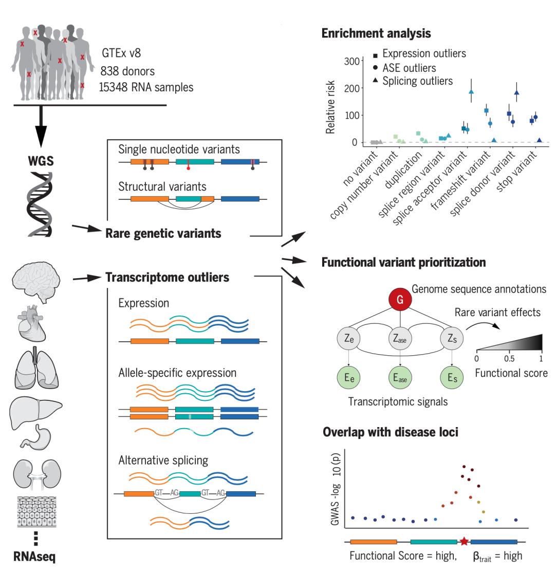 《科学》封面重磅：人类遗传学研究迎来又一重大里程碑！GTEx计划终极一剑，人类基因调控图谱徐徐展开丨科学大发现