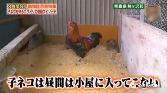 大爷养鸡为吃肉，但却不忍杀鸡。这背后秘密，莫名奇妙可爱