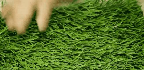 怎样种草皮有几种方法,以假乱真的草坪