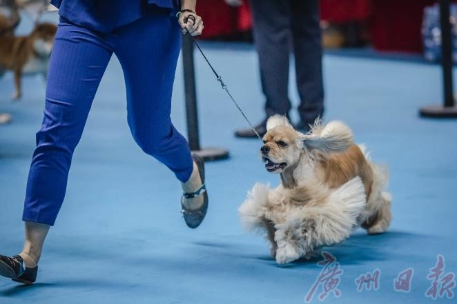 cpf国际宠博会重庆,cpf国际宠博会武汉国博中心门票
