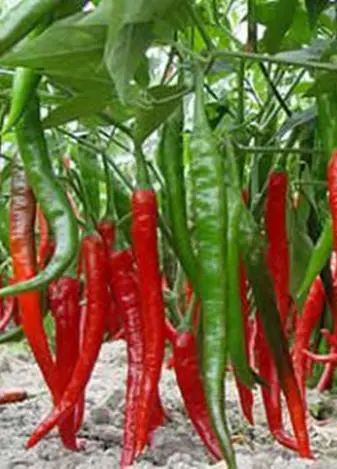 收藏！四川十二月月月hei惊艳