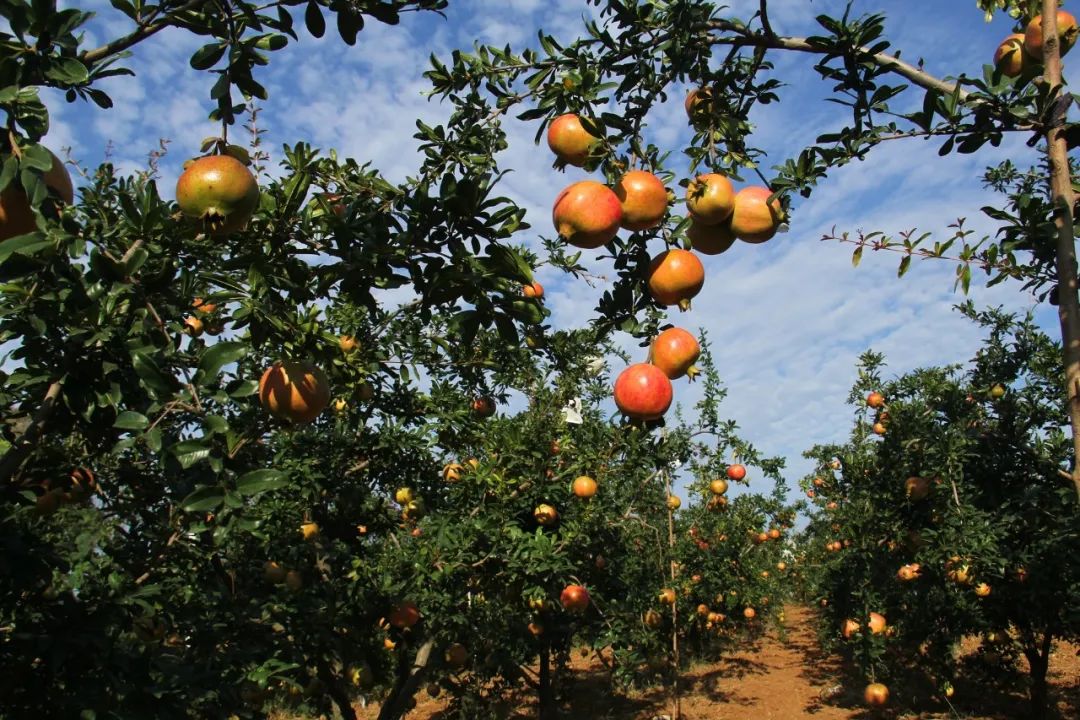 洛阳2020免费采摘春华秋实石榴,临潼石榴采摘攻略