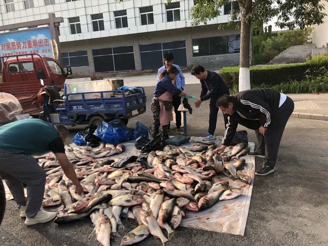 北京最好吃的鱼推荐,京郊哪里的鱼比较好吃
