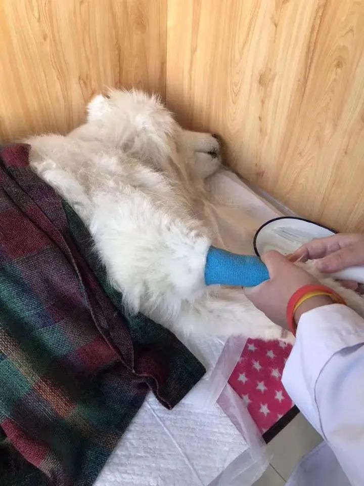 “似乎它从来都没有真正离开过”：和宠物告别的25个时刻