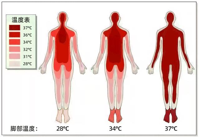 踩在脚下的暖宝宝？穿上1秒暖5℃的雪地袜，循环锁温，透气不臭脚