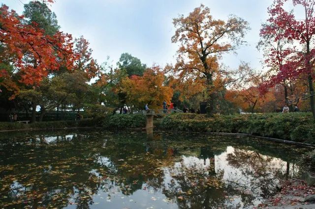 传说中的枫叶,传说中的光雾山红叶