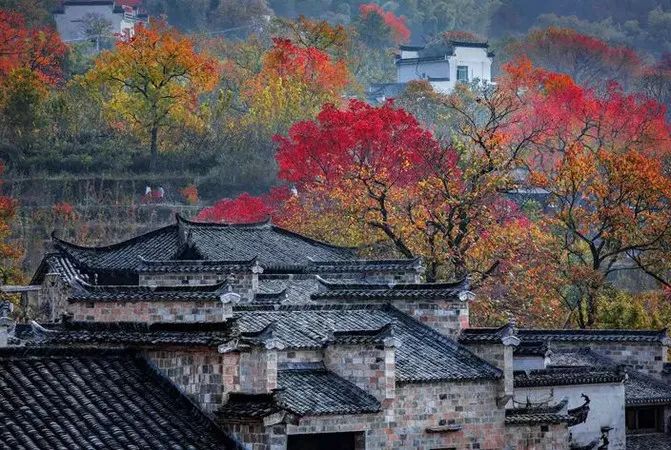 传说中的枫叶,传说中的光雾山红叶