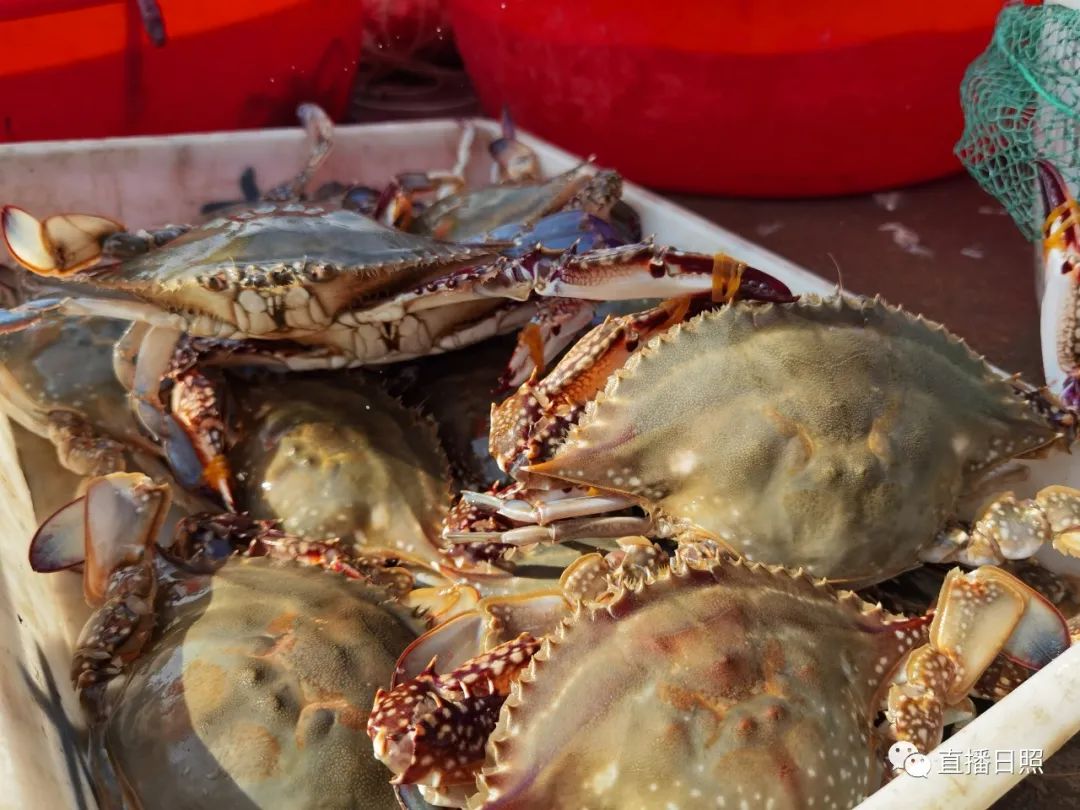 螃蟹5元一斤,日照海鲜螃蟹多少钱