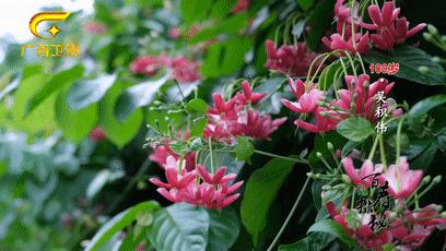 梧州百岁爷爷长寿新招：喝早茶，吃纸包鸡，享受专业的养老护理服务