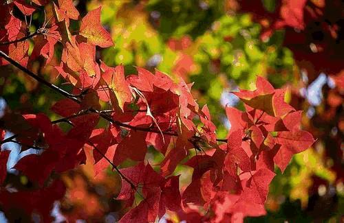 重阳关爱老人暖人心,重阳节陪伴是最好的孝心