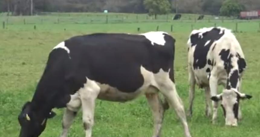 中国代购的前景和现状,代购奶粉现状