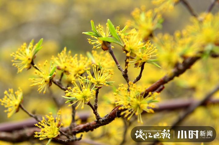 王维诗中提到的茱萸是什么,重阳节唐诗里的茱萸指的是谁