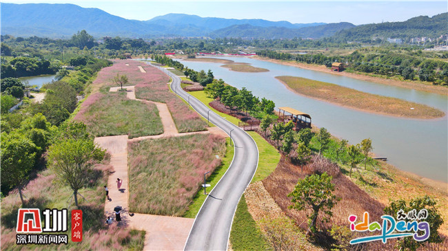 七娘山下禾塘湿地公园,大鹏禾塘湿地公园粉黛乱子草