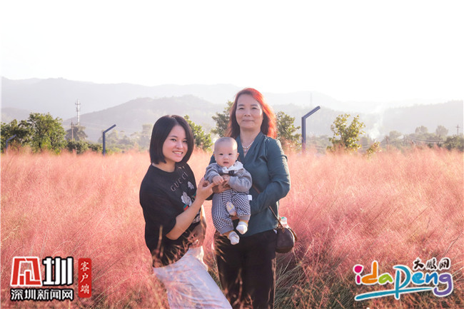 七娘山下禾塘湿地公园,大鹏禾塘湿地公园粉黛乱子草