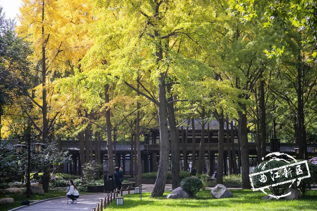 曲江秋天风景,曲江的秋色