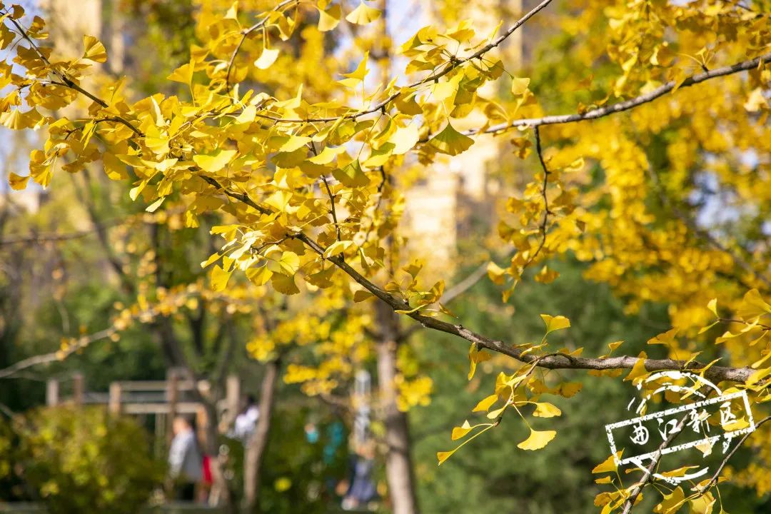 曲江秋天风景,曲江的秋色