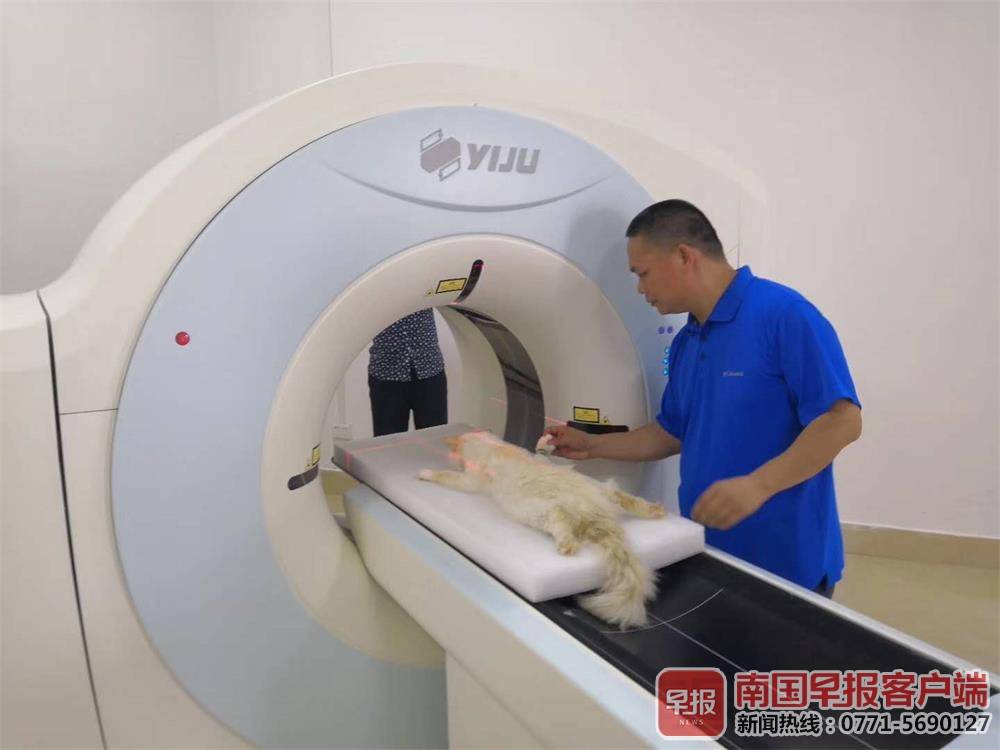 宠物生病越治疗越严重怎么办,养宠物有助于治疗老年痴呆吗