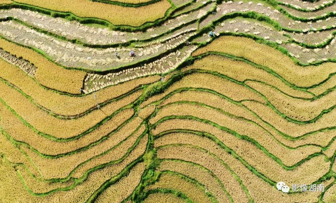 一篇迟到的推文,一篇迟到的作文