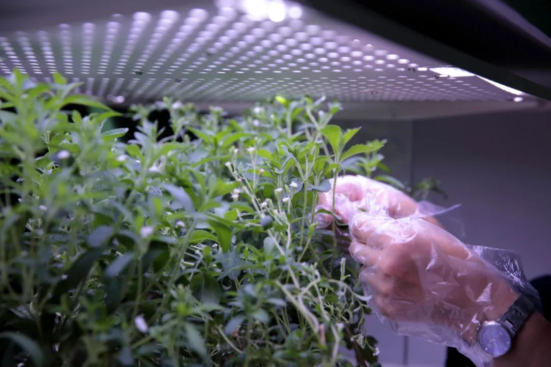 富士康深圳园区最新情况,走进富士康龙华