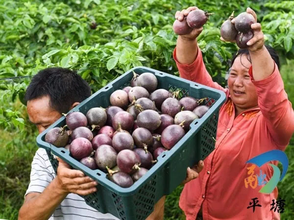 产业兴旺领航乡村振兴——平塘县特色农业产业发展综述