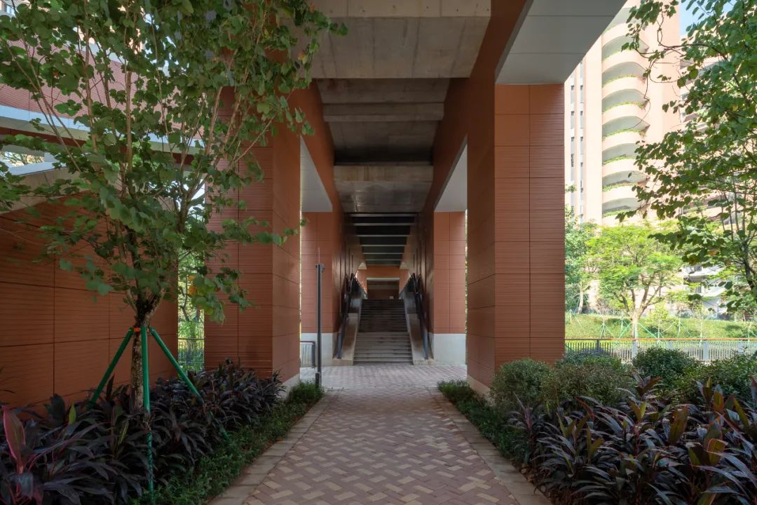 凤凰木守护的校园|深圳中学（泥岗校区）