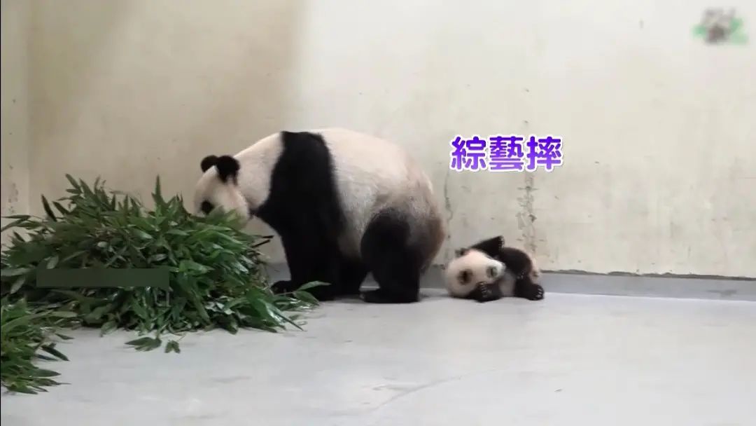 熊猫圆仔圆宝能回大陆了吗,大熊猫国宝亮相