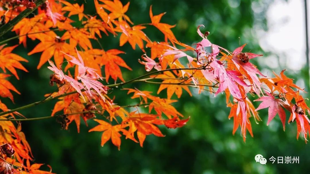 初秋彩林成都周边秘境,成都附近彩林秘境