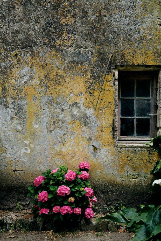 养十几只狗狗博主,网红养小土狗日常